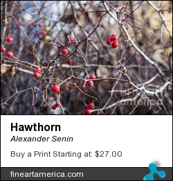 Hawthorn by Alexander Senin - Photograph