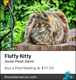 Fluffy Kitty by Susie Peek-Swint - Photograph