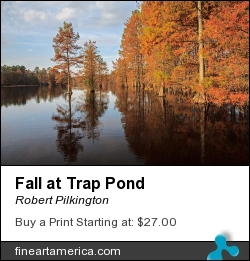 Fall At Trap Pond by Robert Pilkington - Photograph - Photography