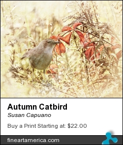 Autumn Catbird by Susan Capuano - Photograph - Photography/digital Artwork