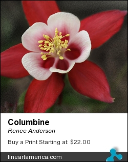 Columbine by Renee Anderson - Photograph - Digital Images