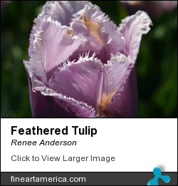 Feathered Tulip by Renee Anderson - Photograph - Digital Images