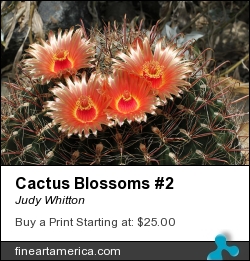 Cactus Blossoms #2 by Judy Whitton - Photograph - Photographs