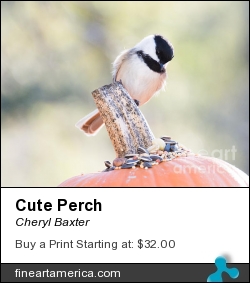 Cute Perch by Cheryl Baxter - Photograph - Photography