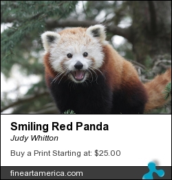 Smiling Red Panda by Judy Whitton - Photograph - Photographs