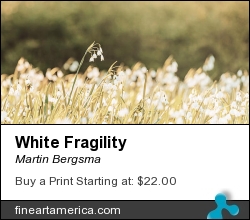 White Fragility by Martin Bergsma - Photograph - Photo