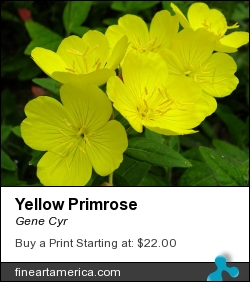 Yellow Primrose by Gene Cyr - Photograph - Photos
