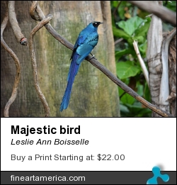 Majestic Bird by Leslie Ann Boisselle - Photograph - Photography