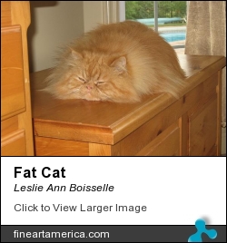 Fat Cat by Leslie Ann Boisselle - Photograph - Photography