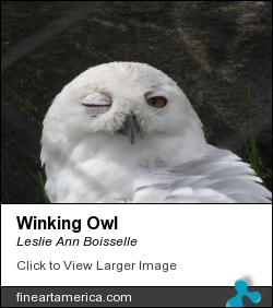 Winking Owl by Leslie Ann Boisselle - Photograph - Photography