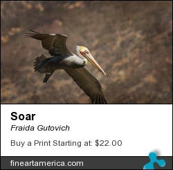 Soar by Fraida Gutovich - Photograph - Photography W/texture