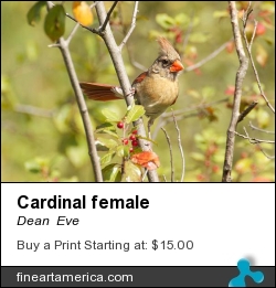 Cardinal Female by Dean  Eve - Photograph - Photograph