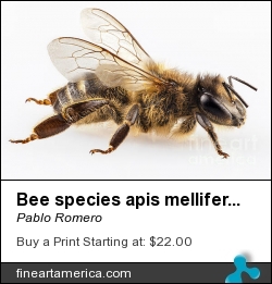 Bee Species Apis Mellifera Common Name Western Honey Bee Or Euro by Pablo Romero - Photograph - Photo