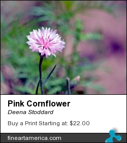 Pink Cornflower by Deena Stoddard - Photograph - Photograph