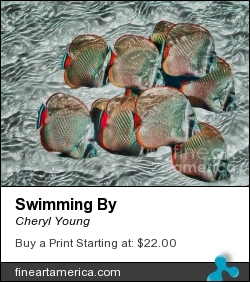 Swimming By by Cheryl Young - Photograph - Photography,digital Art,digital Editing
