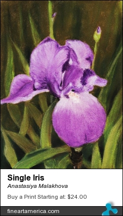 Single Iris by Anastasiya Malakhova - pastels on paper