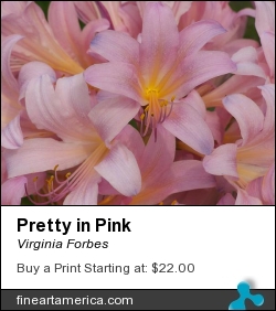 Pretty In Pink by Virginia Forbes - Photograph - Photograph
