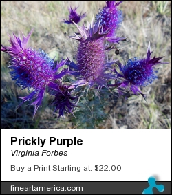 Prickly Purple by Virginia Forbes - Photograph - Photograph