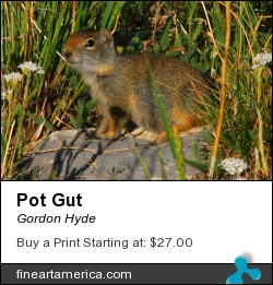 Pot Gut by Gordon Hyde - Photograph - Photo