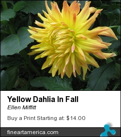 Yellow Dahlia In Fall by Ellen Miffitt - Photograph - Photograph