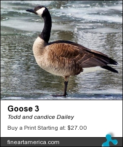 Goose 3 by Todd and candice Dailey - Photograph - Photography