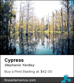 Cypress by Stephanie Yardley - Photograph