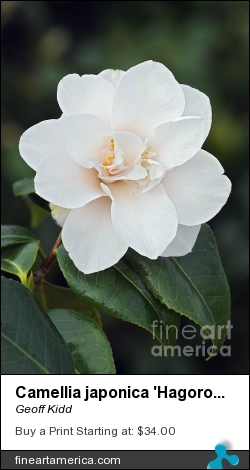 Camellia Japonica 'hagoromo' by Geoff Kidd - Photograph