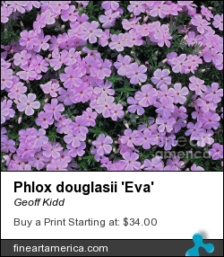 Phlox Douglasii 'eva' by Geoff Kidd - Photograph