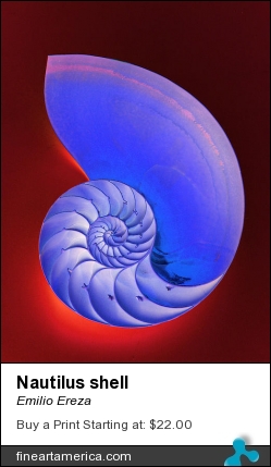 Nautilus Shell by Emilio Ereza - Photograph - Photographs