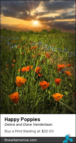 Happy Poppies by Debra and Dave Vanderlaan - Photograph - Photography