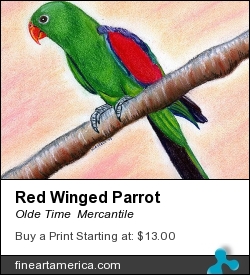Red Winged Parrot by Olde Time  Mercantile - Pastel - Pastel
