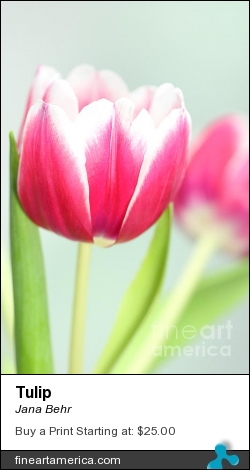 Tulip by Jana Behr - Photograph - Photo