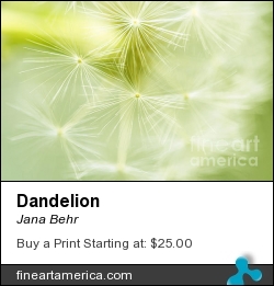 Dandelion by Jana Behr - Photograph - Photo