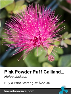Pink Powder Puff Calliandra Emarginata by Helga Jackson - Photograph