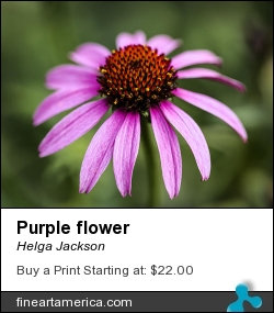 Purple Flower by Helga Jackson - Photograph