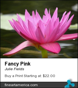 Fancy Pink by Julie Fields - Photograph