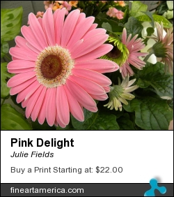 Pink Delight by Julie Fields - Photograph - Digital Photography