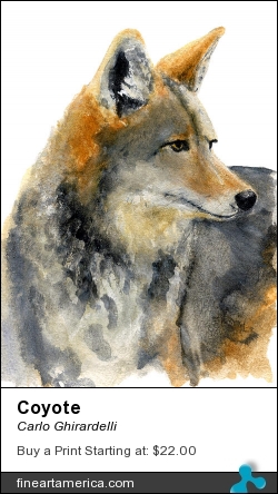 Coyote by Carlo Ghirardelli - Painting - Watercolor