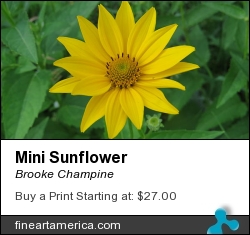 Mini Sunflower by Brooke Champine - Photograph