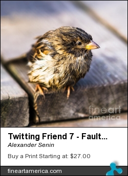 Twitting Friend 7 - Faulty Meteo by Alexander Senin - Photograph