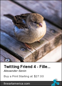 Twitting Friend 4 - Filled Up by Alexander Senin - Photograph
