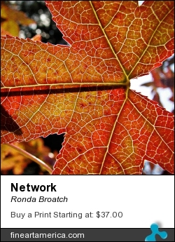 Network by Ronda Broatch - Photograph - Photography