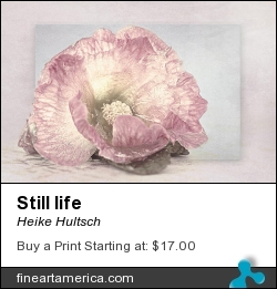 Still Life by Heike Hultsch - Photograph - Fotografie