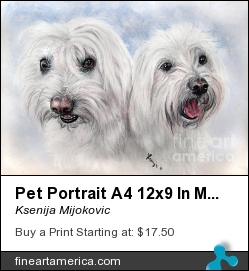 Pet Portrait A4 12x9 In Maltesers by Ksenija Mijokovic - Painting - Pastels
