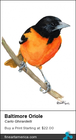 Baltimore Oriole by Carlo Ghirardelli - Painting - Watercolor