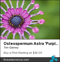 Osteospermum Astra 'purple Spoon' by Tim Gainey - Photograph - Photograph