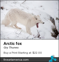 Arctic Fox by Gry Thunes - Photograph