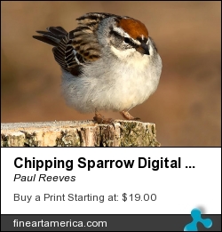 Chipping Sparrow Digital Watercolour 8607 by Paul Reeves - Digital Art - Photograph With A Watercolour Filter Applied.
