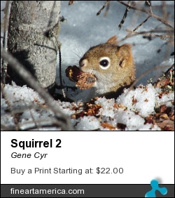 Squirrel 2 by Gene Cyr - Photograph - Photos