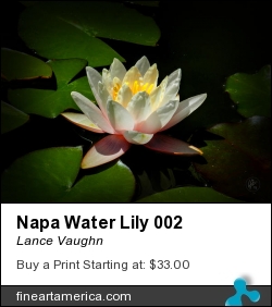 Napa Water Lily 002 by Lance Vaughn - Photograph - Photography